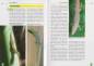 Preview: Der Palmen-Taggecko